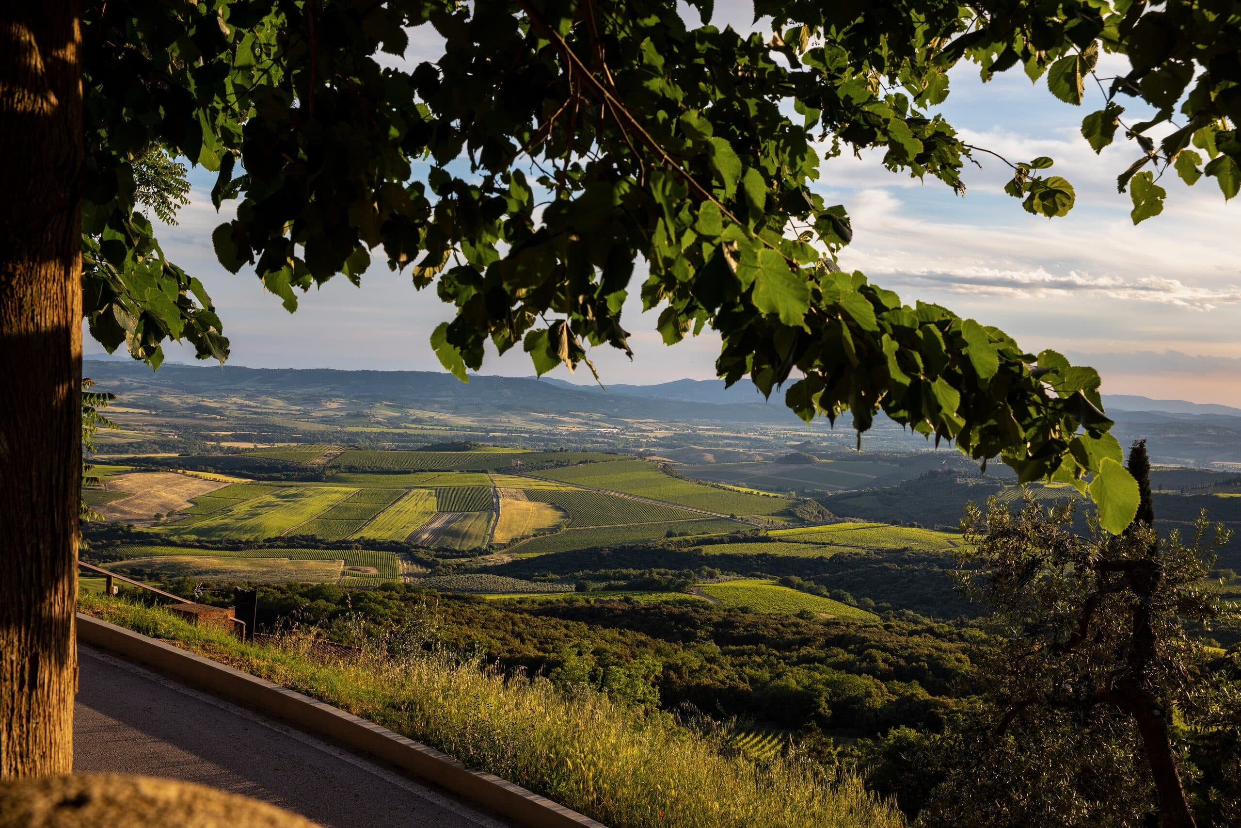 La Val d'Orcia e i vigneti incorniciati dalle chiome degli alberi