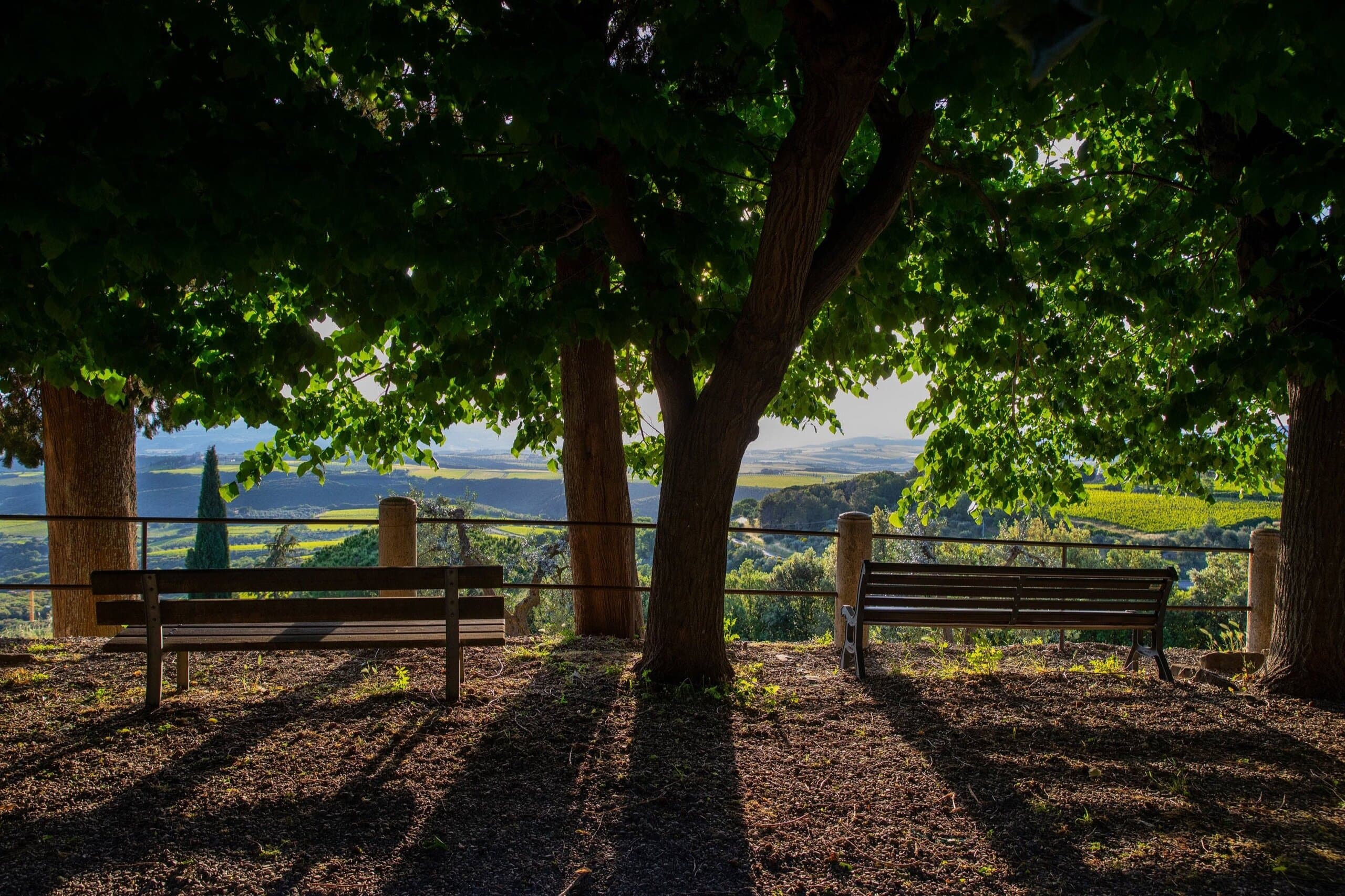 La Val d'Orcia al tramonto, tra vigneti e oliveti